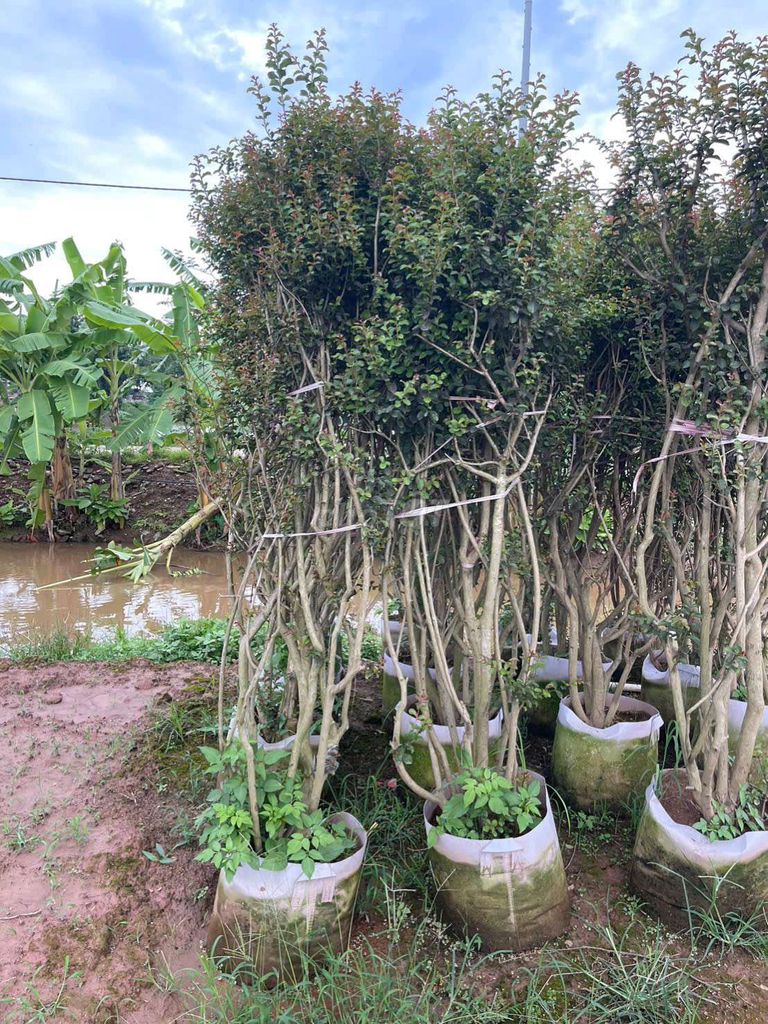 Cây tường vi màu hồng, hoa nở đẹp, . Mua bán Cây cảnh, đồ trang trí tại Thành phố Buôn Ma Thuột Đắk Lắk được đăng bởi Hoa Kiểng  hình 1