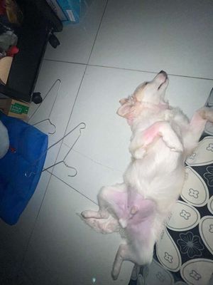 Chó Boi phốc sóc trắng