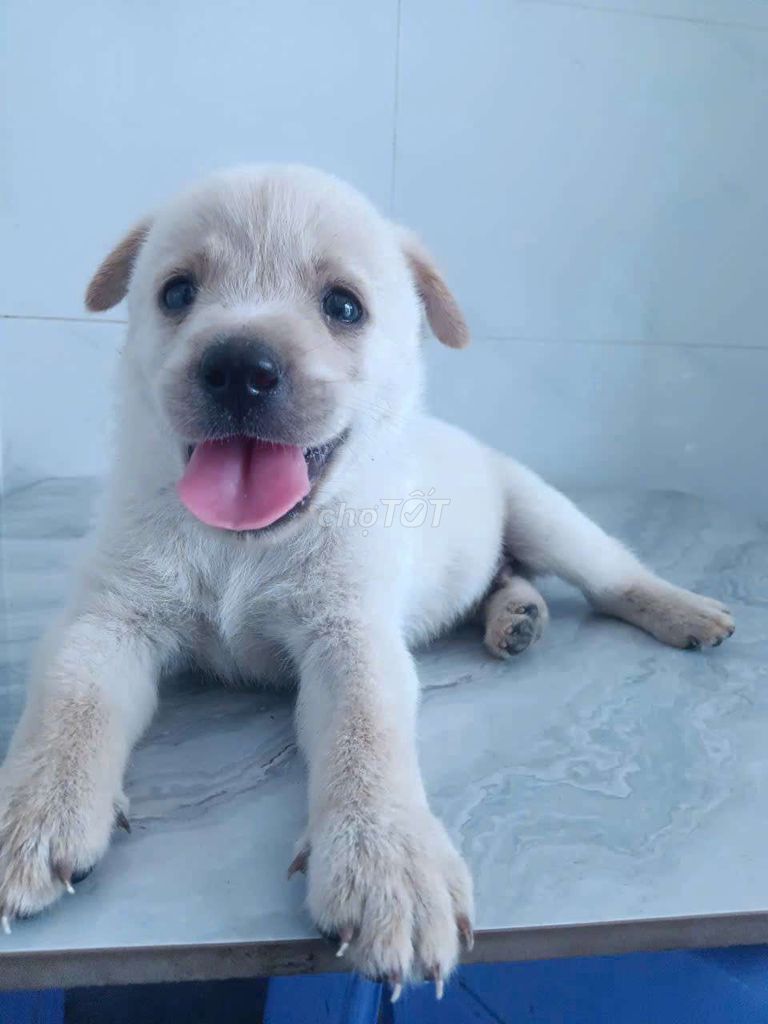 Chó Labrador cái 1.5 tháng. Mua bán Chó tại Quận 6 Tp Hồ Chí Minh được đăng bởi Tăng Chí Lương  hình 1