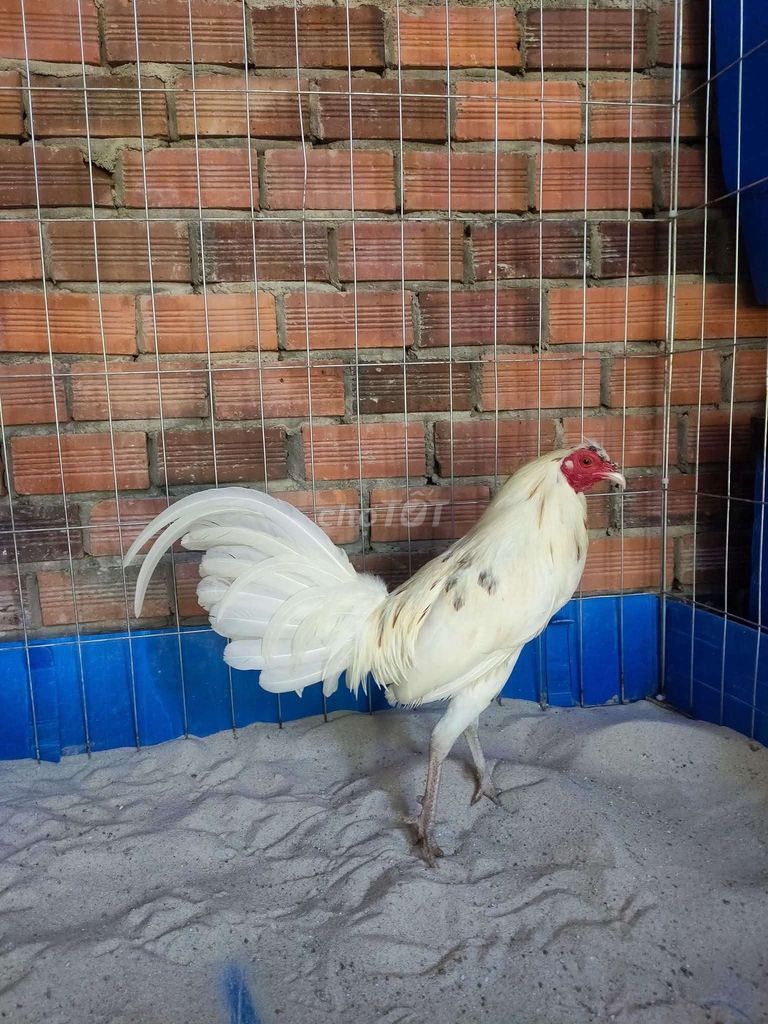 Bướm 1kg350 Thành Tích 1x. Mua bán Gà tại Huyện Long Thành Đồng Nai được đăng bởi Asil Hoàng Duy hình 1