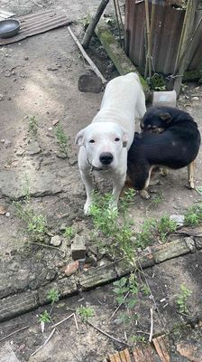 giới tính cai thich hop làm giống. Mua bán Chó tại Huyện Dương Minh Châu Tây Ninh được đăng bởi hien tran