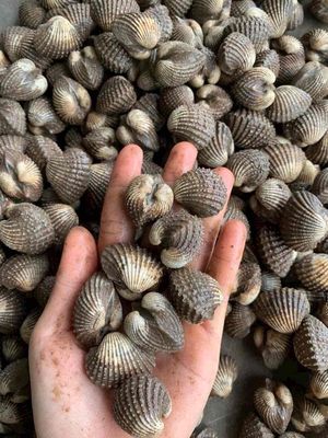 Sò huyết. Mua bán Đồ ăn, thực phẩm và các loại khác tại Huyện Củ Chi Tp Hồ Chí Minh được đăng bởi Anh Thựng