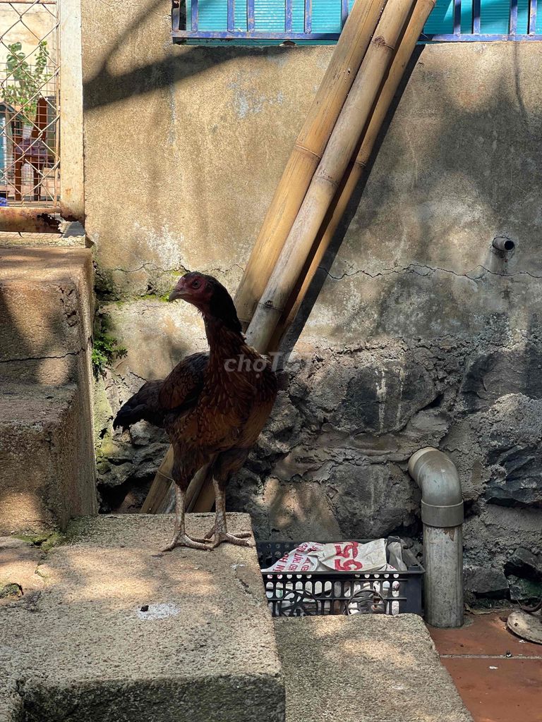 Gà mái Nâu đen Cái đang đẻ. Mua bán Gà tại Thành phố Buôn Ma Thuột Đắk Lắk được đăng bởi Lê Thịnh hình 1