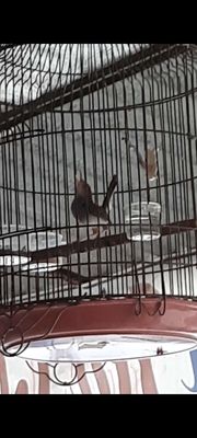 thanh lý bộ sâu mái dợt lụp cứng mùa 2 cắn mổ dữ. Mua bán Chim tại Quận Bình Tân Tp Hồ Chí Minh được đăng bởi cu te 