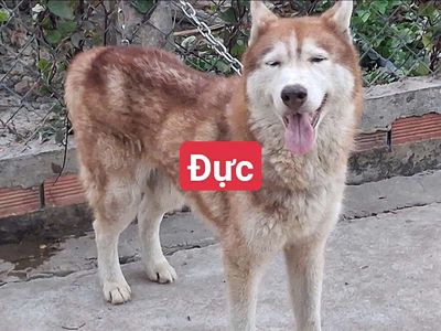 Chó Husky đực