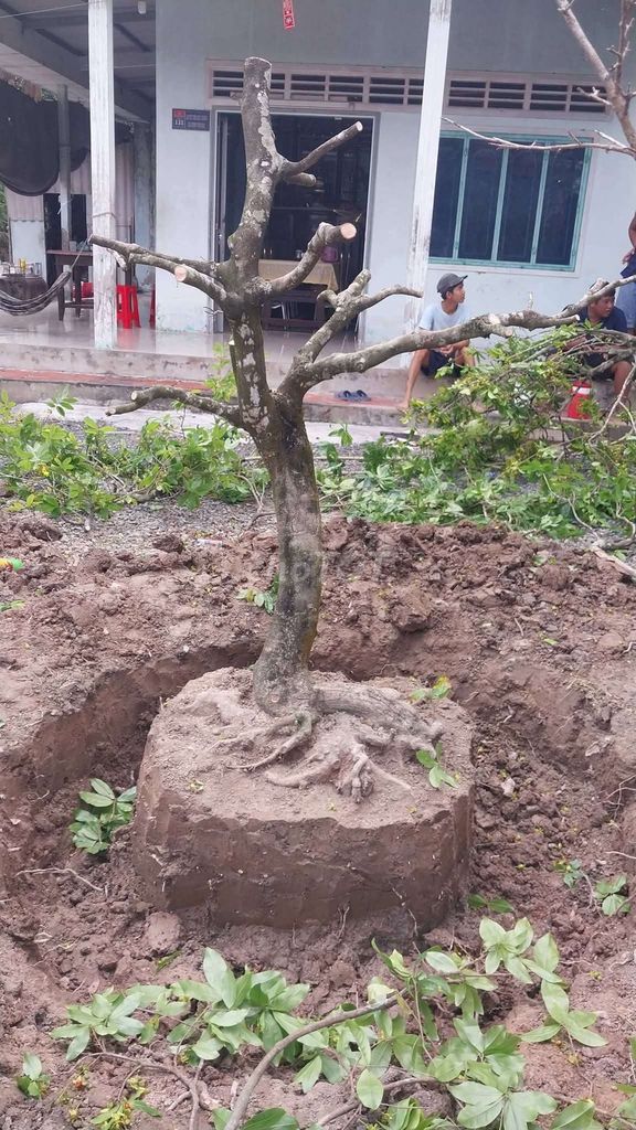 Mai vàng đế khủng cành phóng. Mua bán Cây cảnh, đồ trang trí tại Thành phố Vĩnh Long Vĩnh Long được đăng bởi Luân hình 1