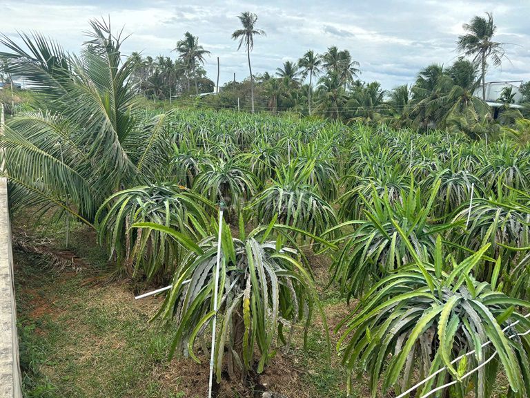 CHÍNH CHỦ BÁN LÔ ĐẤT TẠI Hàm Mỹ, Phan Thiết, Bình Thuận - GIÁ CỰC RẺ