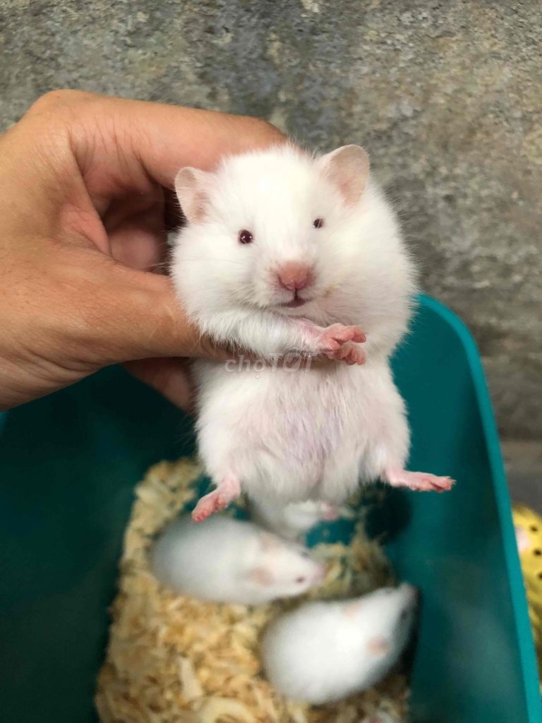 Chuột Hamster Bear xù lai tạng Trắng. Mua bán Thú cưng khác tại Quận Bình Tân Tp Hồ Chí Minh được đăng bởi Ở trọ bày đặt bán chụtt hình 1