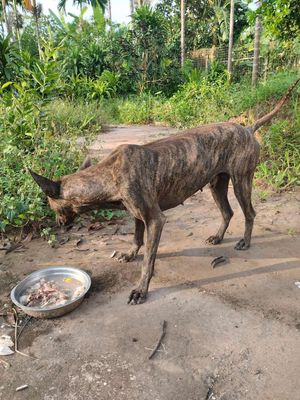 Bán 1 e phú quốc. Mua bán Chó tại Huyện Phú Xuyên Hà Nội được đăng bởi Vũ Đức Quân