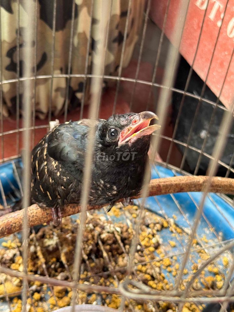 Chim tu hú non trống khỏe mạnh. Mua bán Chim tại Quận Ninh Kiều Cần Thơ được đăng bởi Chú An hình 1