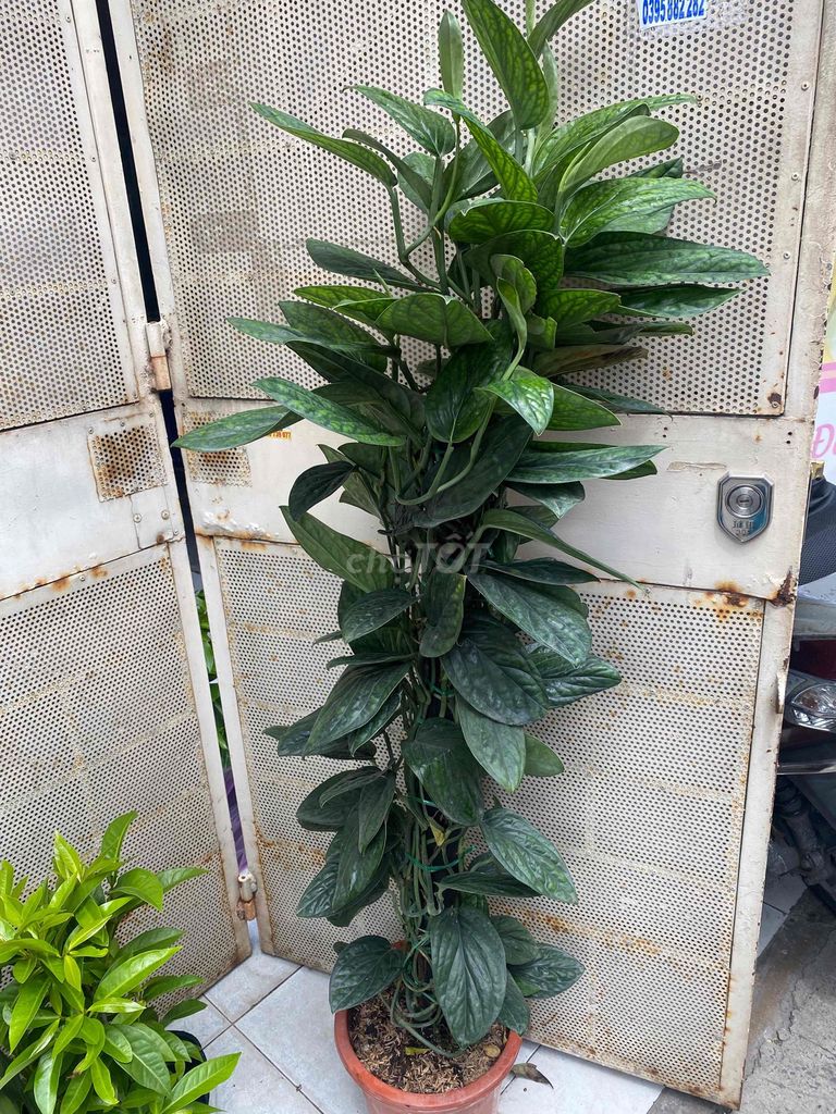 Cây cảnh Trầu bà 1m4 Xanh lá. Mua bán Cây cảnh, đồ trang trí tại Quận 12 Tp Hồ Chí Minh được đăng bởi Lê Bùi Bằng Tuân hình 1