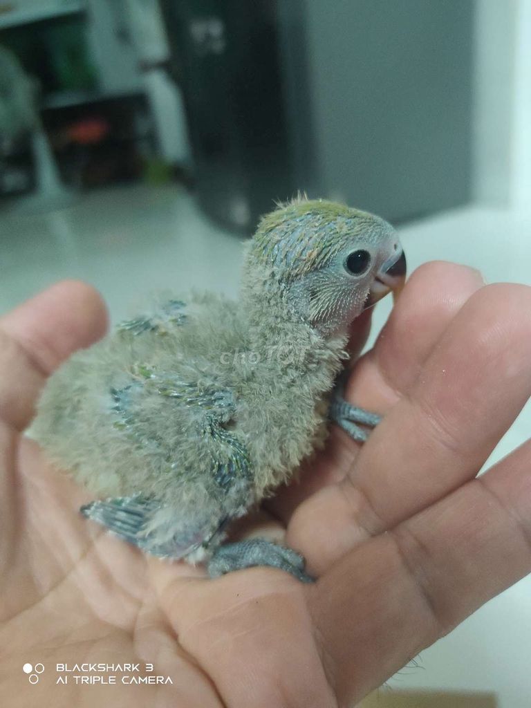 Chim cảnh non Xám xanh. Mua bán Chim tại Thành phố Thủ Đức Tp Hồ Chí Minh được đăng bởi Trần Minh hình 1