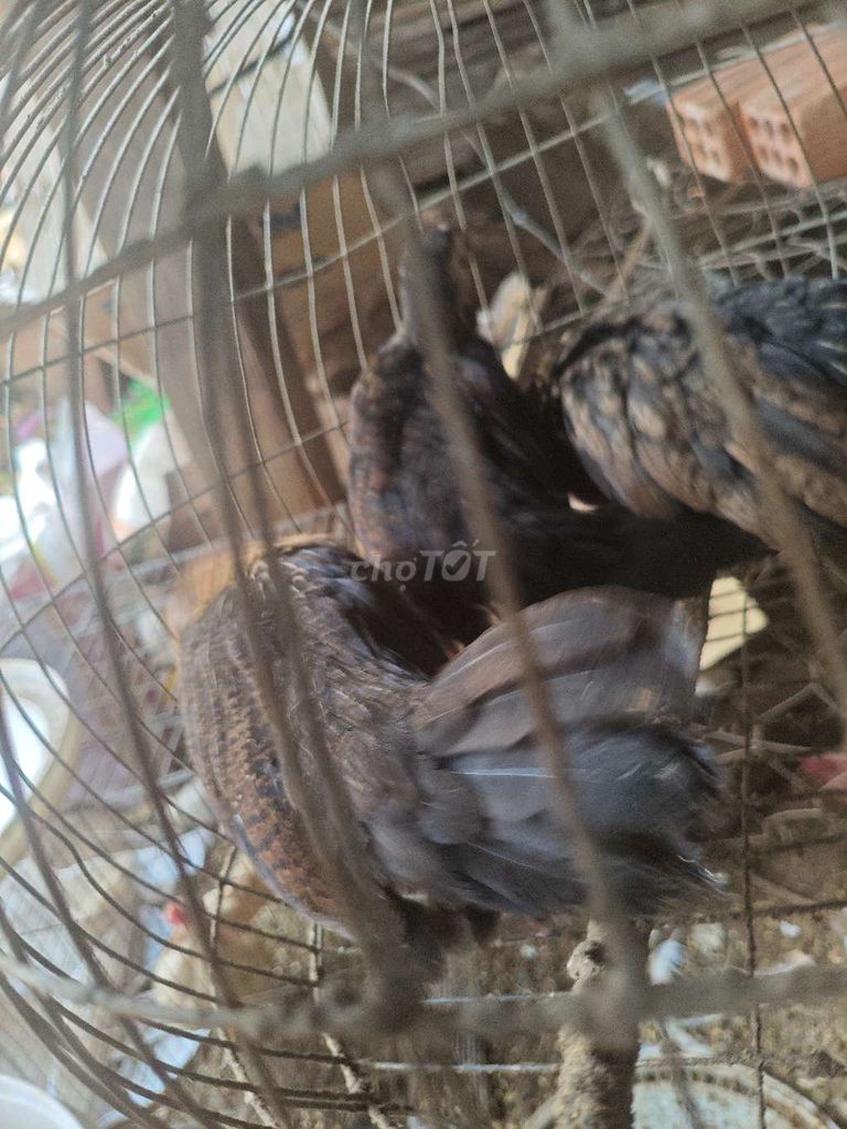 Gà cảnh Trắng Đen trống mái. Mua bán Gà tại Huyện Krông Pắc Đắk Lắk được đăng bởi Linh Nguyễn hình 1