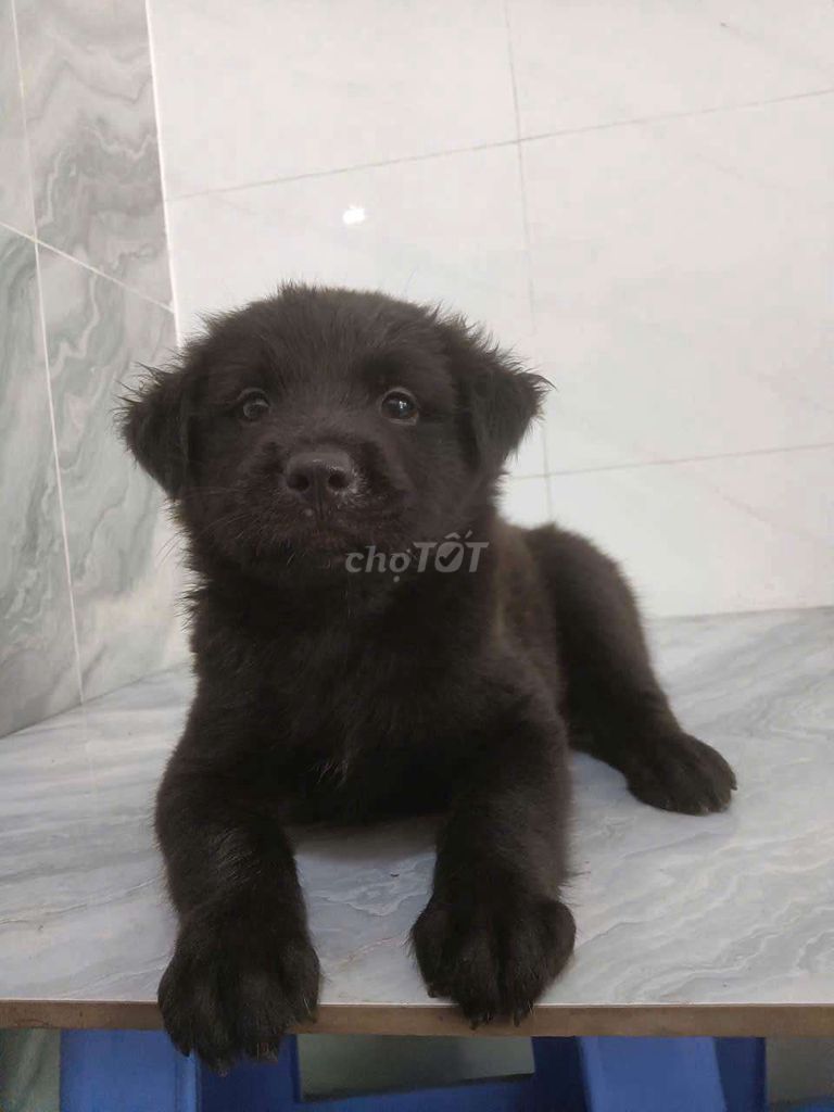 Chó Golden F đen mượt rất đẹp ngoan hiền . Mua bán Chó tại Quận 6 Tp Hồ Chí Minh được đăng bởi Tăng Chí Lương  hình 1