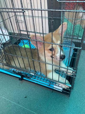 Chó Corgi 3 tháng tuổi, thuần chuẩn, dễ thương. Mua bán Chó tại Quận 12 Tp Hồ Chí Minh được đăng bởi Yến Vy