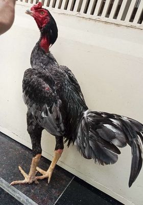 Gà đòn vip hiện 2 kg 8 yêu trạng 2 kg 9 hơn. Mua bán Gà tại Quận Gò Vấp Tp Hồ Chí Minh được đăng bởi nam gà tre 