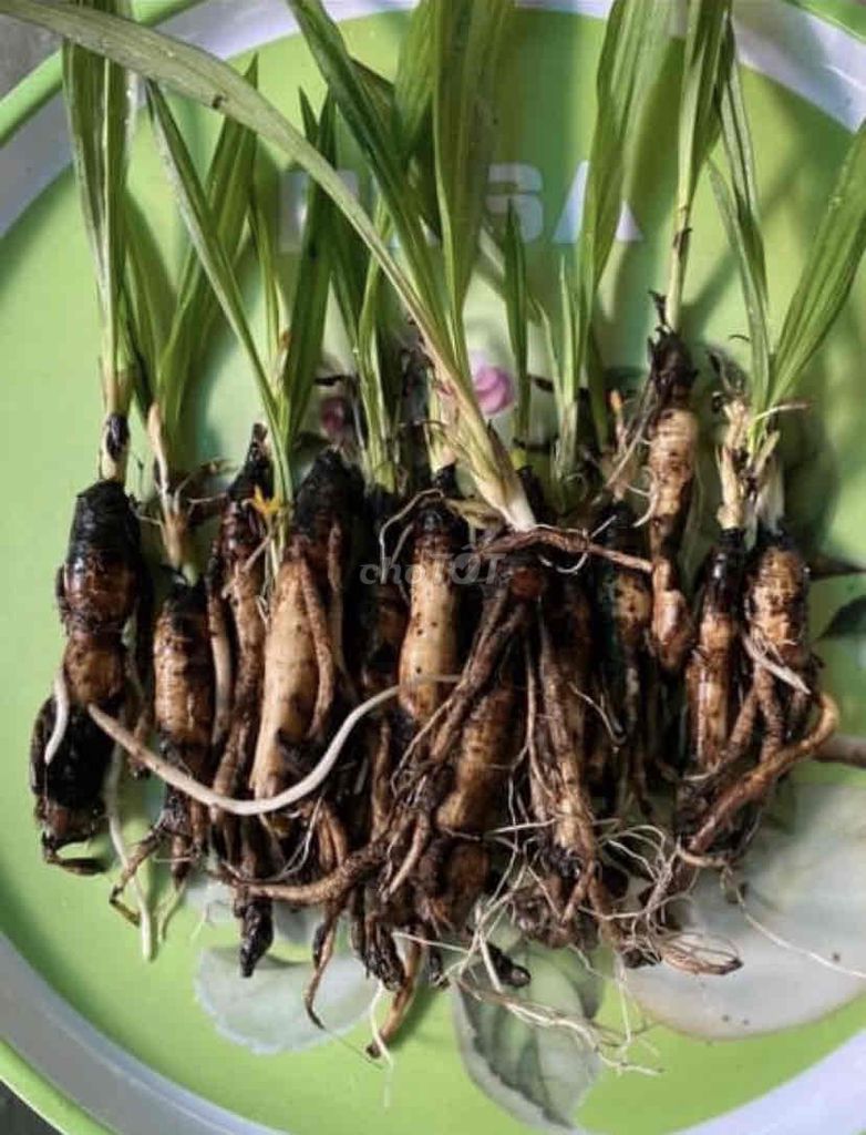 sâm cau -dùng tốt cho SK