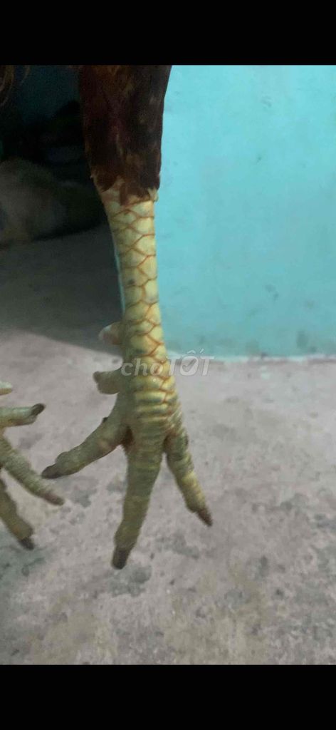 xám khét chân xanh 3k350 tay cục. Mua bán Gà tại Thành phố Ngã Bảy Hậu Giang được đăng bởi Phương Nguyễn hình 4