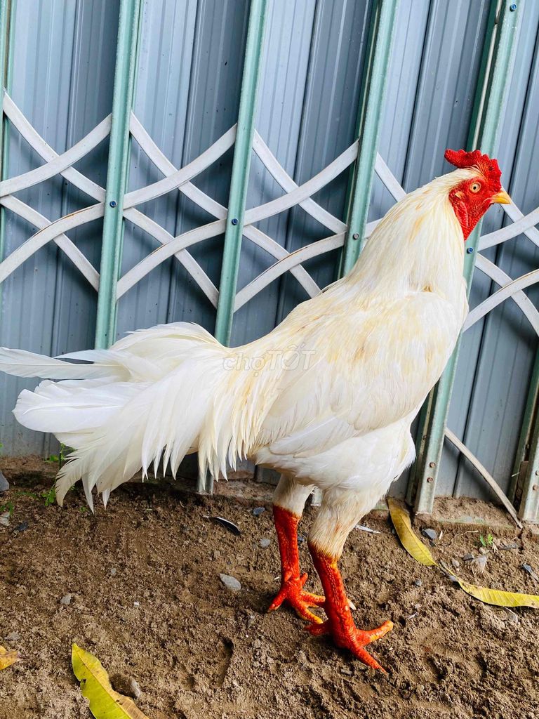 Gà chọi Trắng 3.5kg. Mua bán Gà tại Quận Cái Răng Cần Thơ được đăng bởi chicken heniken hình 1