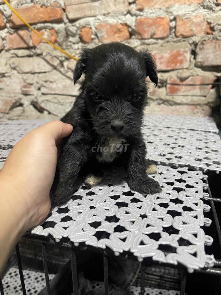 Chó Poodle cái. Mua bán Chó tại Quận Long Biên Hà Nội được đăng bởi Hìn Hìn hình 1