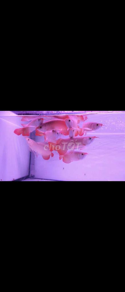 Huyết long indo size 25cm bao lớn màu đỏ. Mua bán Thú cưng khác tại Quận Bình Thuỷ Cần Thơ được đăng bởi Rồng Cần Thơ hình 2