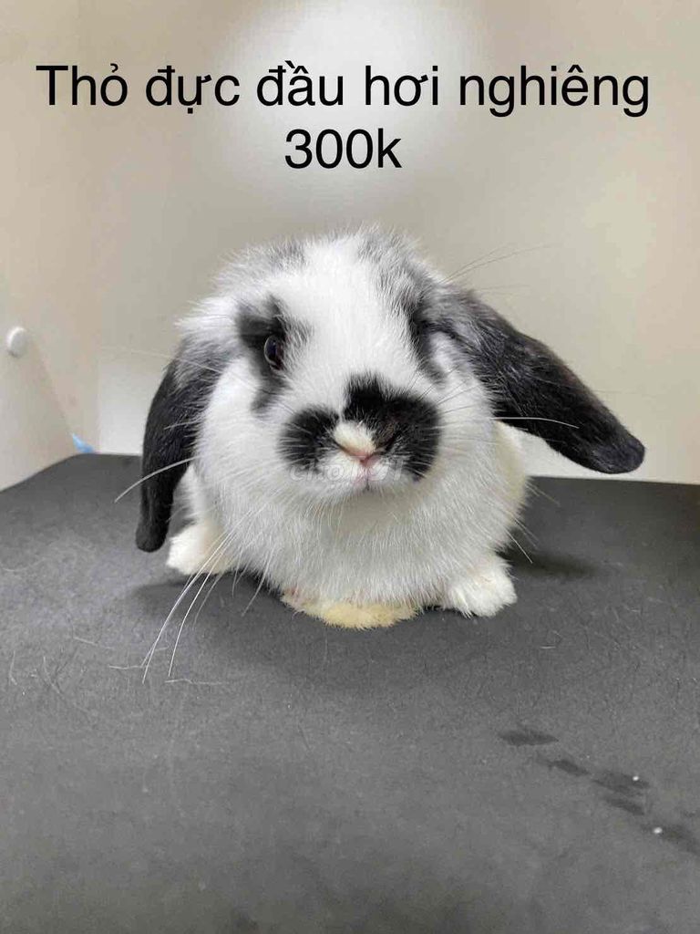 Bọ ú đực Xước 1 mắt. Mua bán Thú cưng khác tại Quận Thanh Xuân Hà Nội được đăng bởi Cao Tường Vi  hình 1