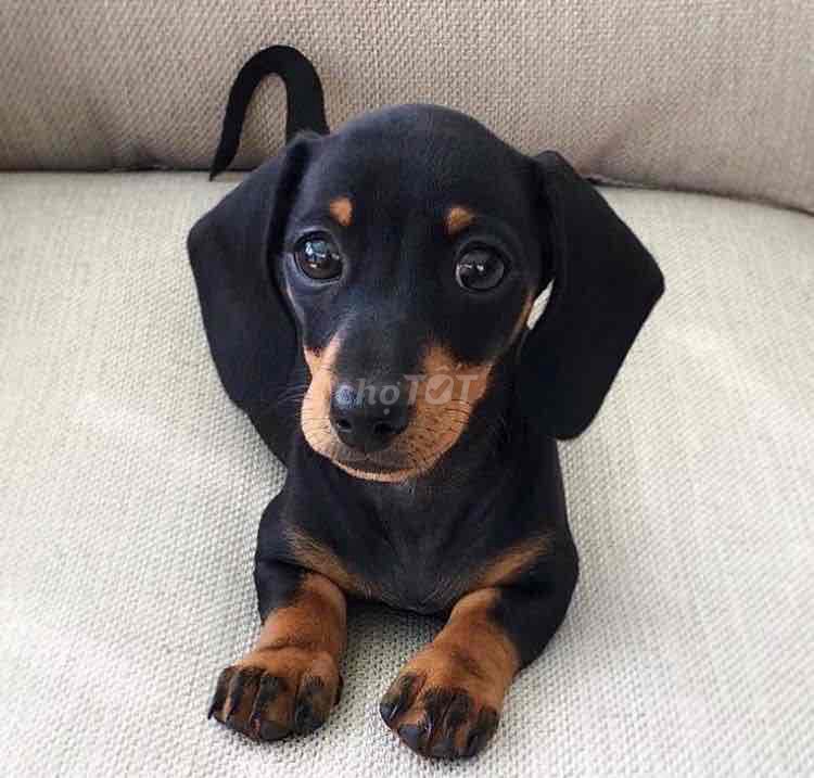 Chó Dachshund con non Đen vàng. Mua bán Chó tại Quận Thanh Khê Đà Nẵng được đăng bởi Lê văn thêu hình 1