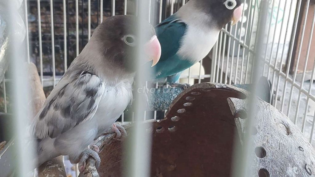 Cặp Lovebird sinh sản. Mua bán Chim tại Thành phố Thủ Đức Tp Hồ Chí Minh được đăng bởi Henry Nguyen hình 1