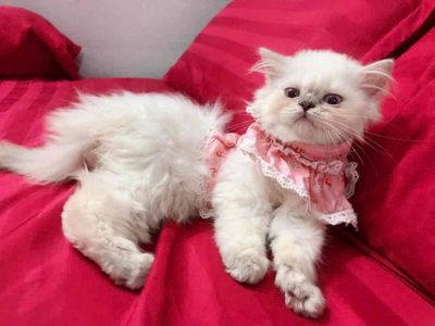 Mèo anh lông dài mắt xanh lông trắng. Mua bán Mèo tại Quận Tân Phú Tp Hồ Chí Minh được đăng bởi Phương Anh Nguyễn Đặng
