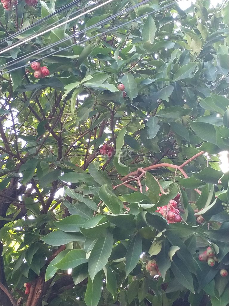 Cây mận lớn. Mua bán Cây cảnh, đồ trang trí tại Thành phố Thủ Đức Tp Hồ Chí Minh được đăng bởi Lê Chương hình 1