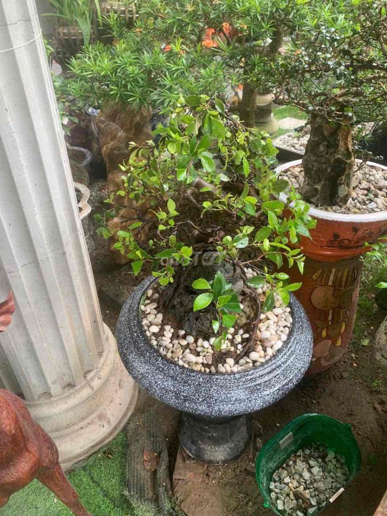 Cây cảnh Si búp hồng. Mua bán Cây cảnh, đồ trang trí tại Quận Kiến An Hải Phòng được đăng bởi duong hình 1