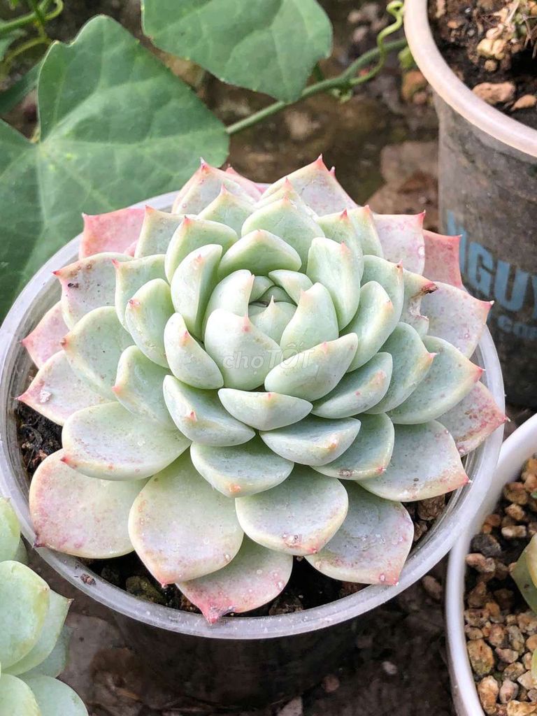 Sen đá Xanh hồng. Mua bán Cây cảnh, đồ trang trí tại Huyện Cầu Ngang Trà Vinh được đăng bởi Nguyễn Trần Hoài Phong  hình 1