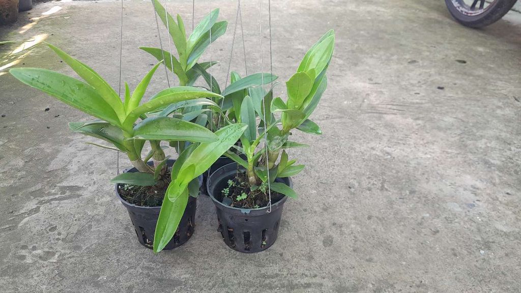 Lan Nắng tím Thái Tím Hoa thơm. Mua bán Cây cảnh, đồ trang trí tại Thành phố Bến Tre Bến Tre được đăng bởi Nguyễn Minh Hoàng  hình 1