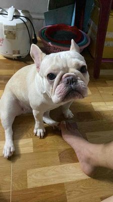 ai cần nhắn em ạ. Mua bán Chó tại Quận 1 Tp Hồ Chí Minh được đăng bởi Quang Huy