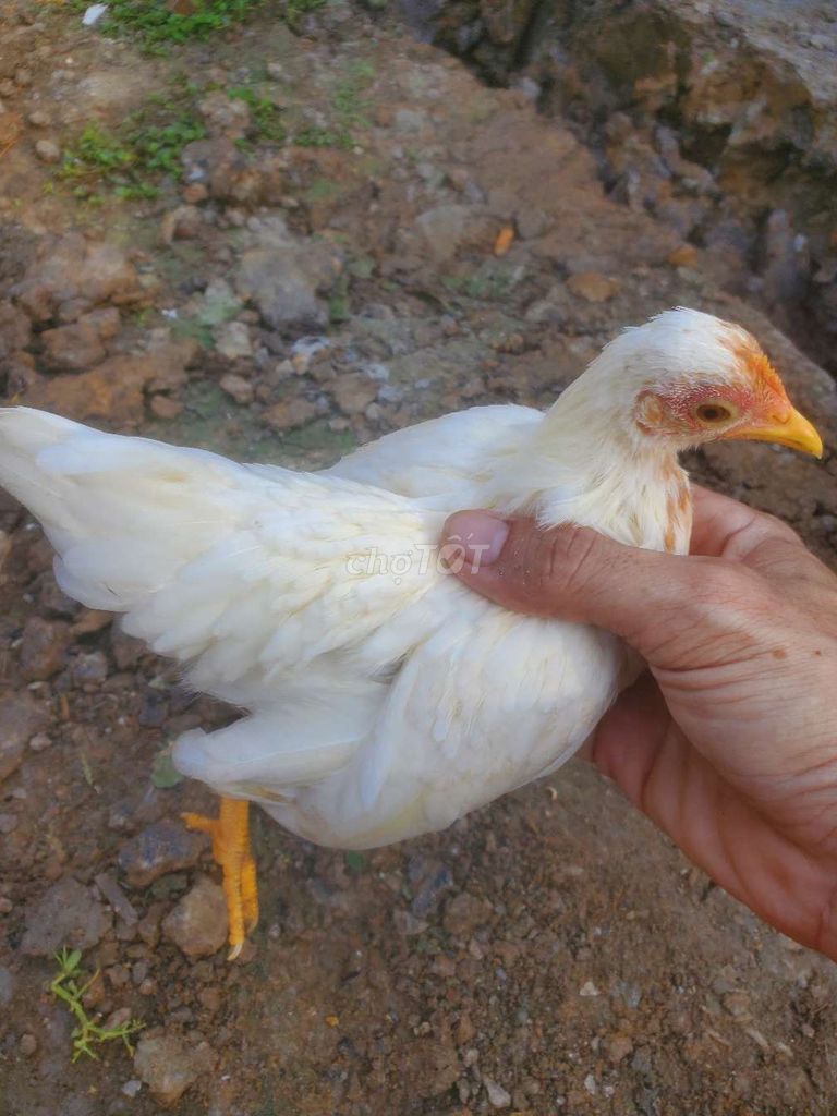 Ga hon 3 thang. Mua bán Gà tại Huyện Tân Hiệp Kiên Giang được đăng bởi Ha DANG hình 1