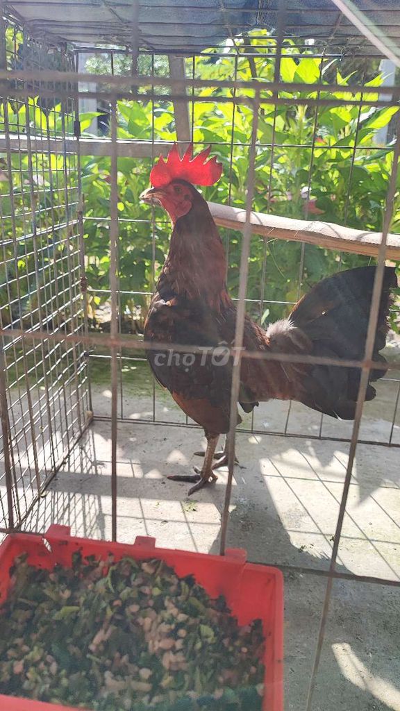 Gà tre Cuban Hatch . Mua bán Gà tại Huyện Chợ Gạo Tiền Giang được đăng bởi chí hình 1