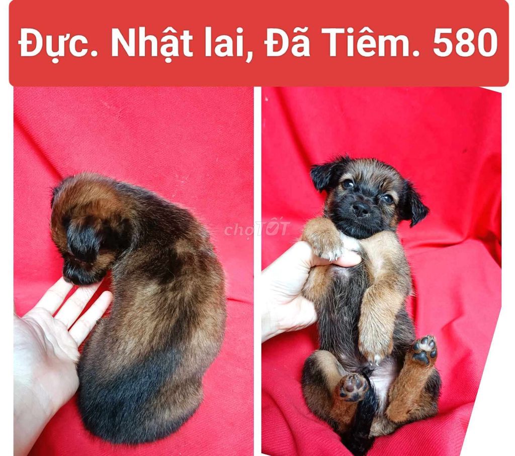 Nhật lai, corgi lai,...