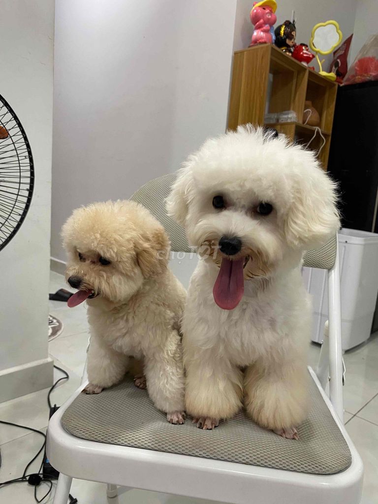 cần gả bé bichon đực