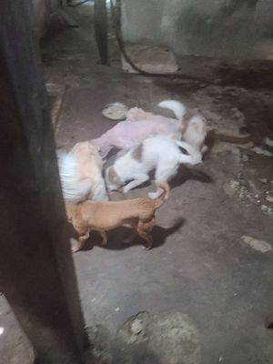 THANH LÝ CHÓ LÔNG XÙ CẢNH