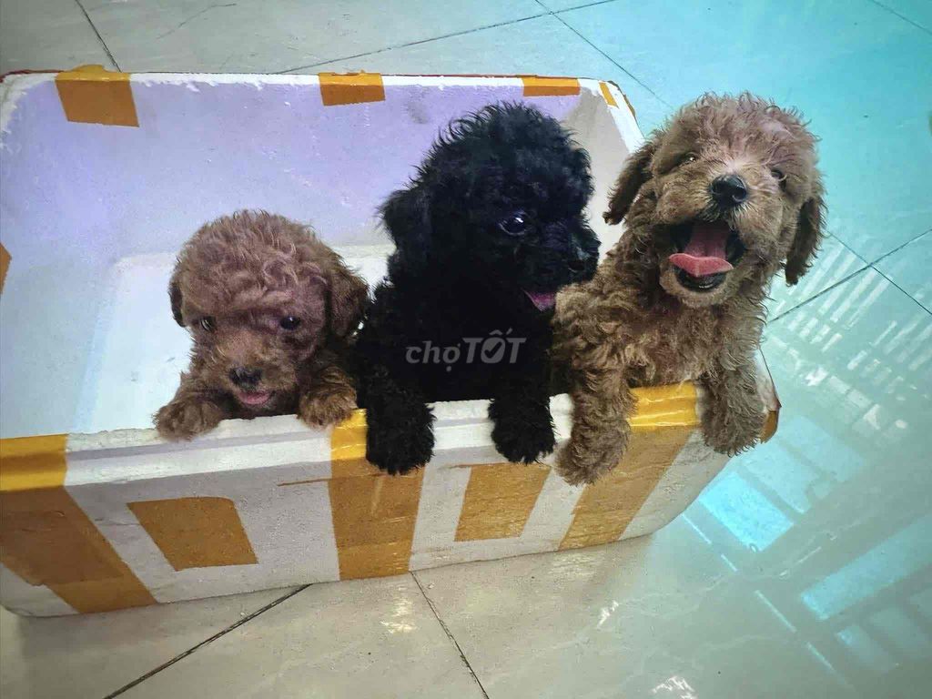 poodle thuần chủng dưới 3 tháng tuổi