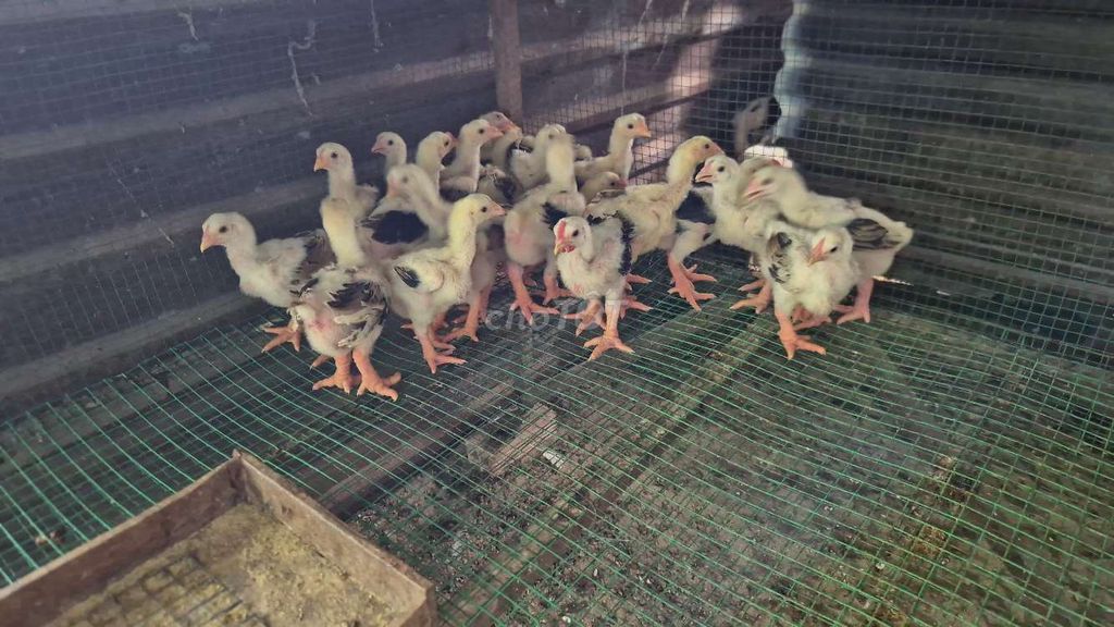 Gà Đông Tảo thuần chủng 45 ngày khỏe mạnh. Mua bán Gà tại Huyện Hóc Môn Tp Hồ Chí Minh được đăng bởi phan hưng hình 1