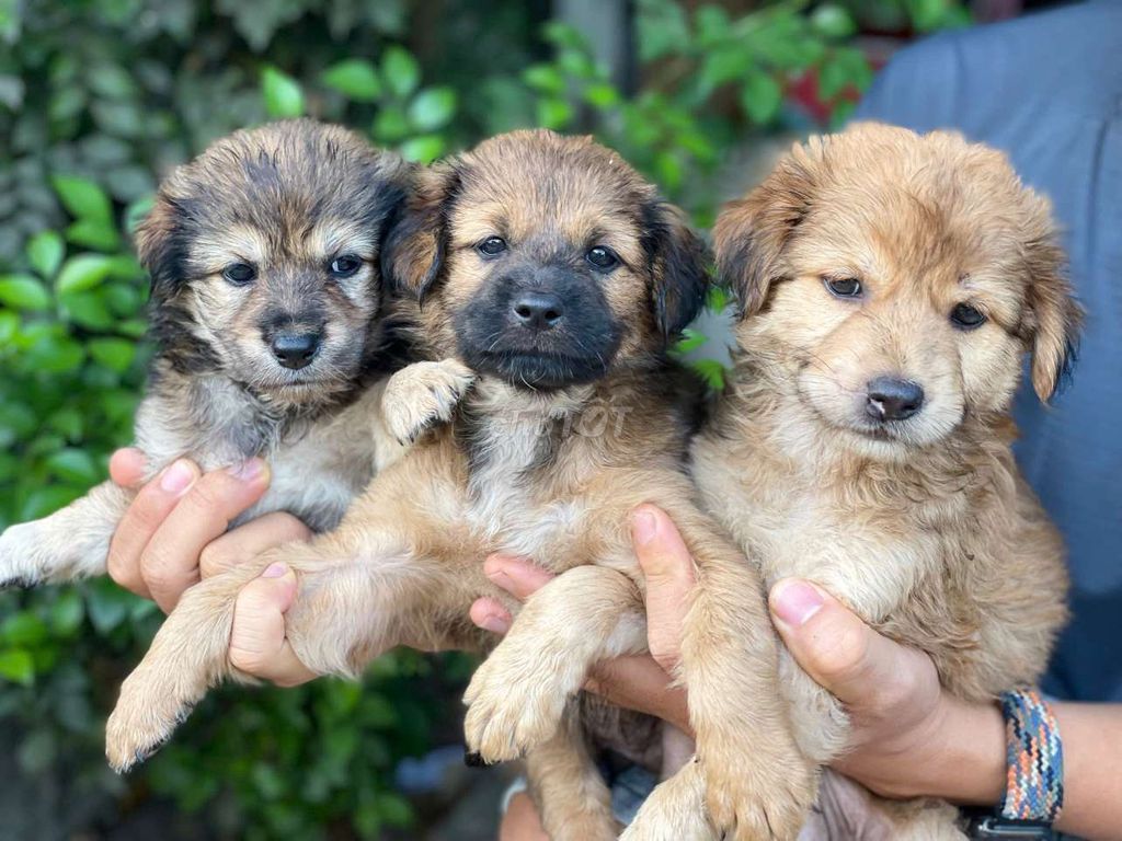 Chó Nhật lai 2 tháng. Mua bán Chó tại Thành phố Biên Hòa Đồng Nai được đăng bởi Nguyễn Hoàng hình 1