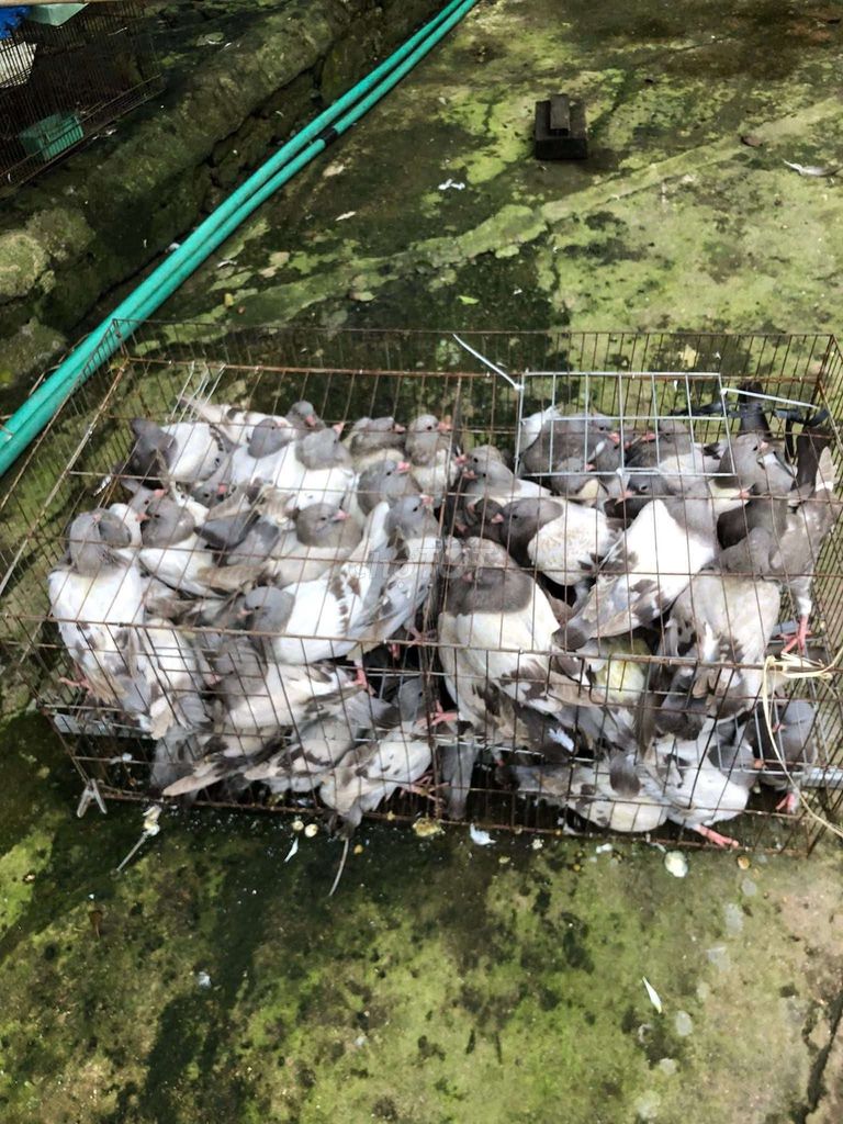 Bồ câu Pháp sắp đẻ đa màu. Mua bán Chim tại Quận Long Biên Hà Nội được đăng bởi tổng kho gia dụng  hình 1