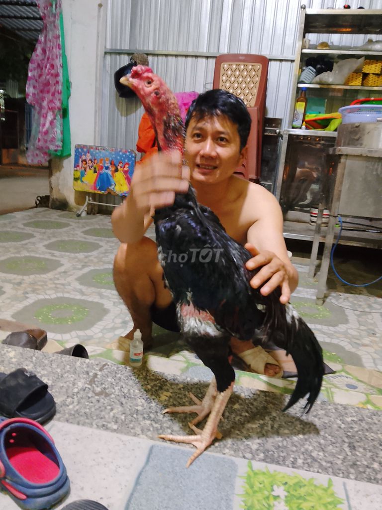 Gà thịt 2.8kg Đen. Mua bán Gà tại Huyện Hòa Vang Đà Nẵng được đăng bởi Nguyễn quyền hình 1