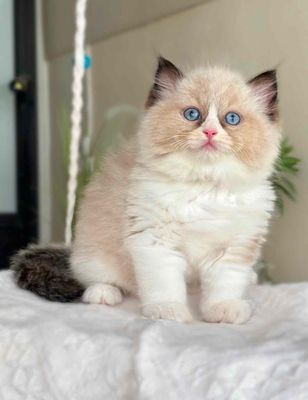 MÈO RAGDOLL XINH XẮN HCM