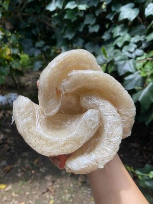 Tổ Yến tinh chế. Mua bán Đồ ăn, thực phẩm và các loại khác tại Quận Bình Thuỷ Cần Thơ được đăng bởi Mỹ Mỹ