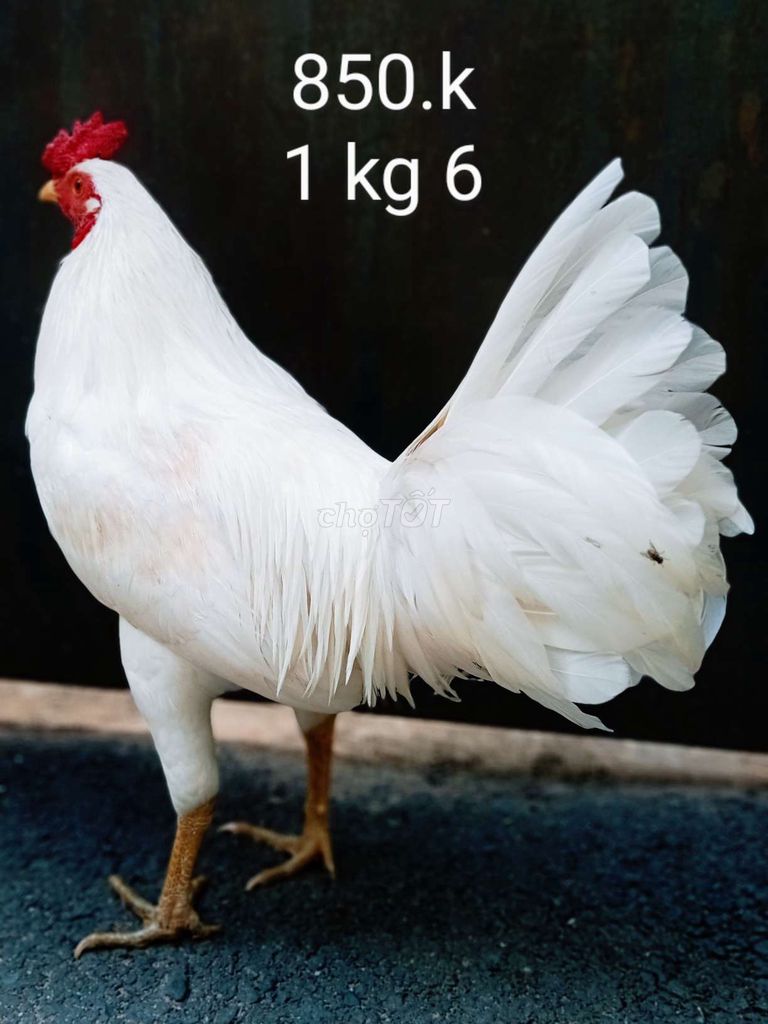 1 kg 6 gà zin ae hợp lh mình nhé