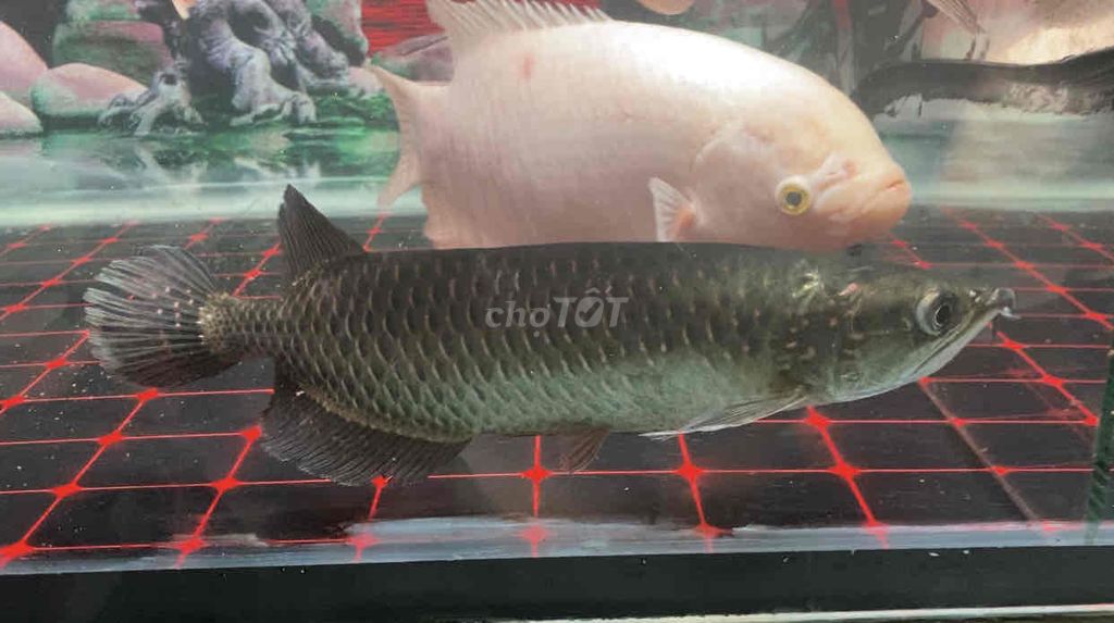 Cá cảnh Kim long úc 30cm ngân long 40cm. Mua bán Thú cưng khác tại Quận Bình Tân Tp Hồ Chí Minh được đăng bởi Mê Cá hình 1