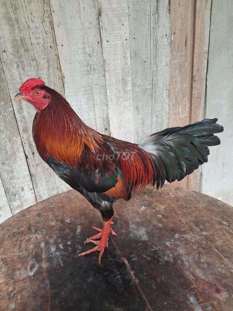 Đều cắt 2,9kg. Mua bán Gà tại Huyện Cần Giuộc Long An được đăng bởi Anh Mười hình 1