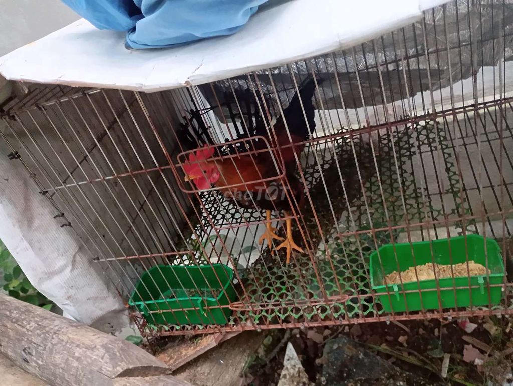 Cần bay 5 gà tre trống trưởng thành. Mua bán Gà tại Huyện Quế Võ Bắc Ninh được đăng bởi Trương bảo long hình 2